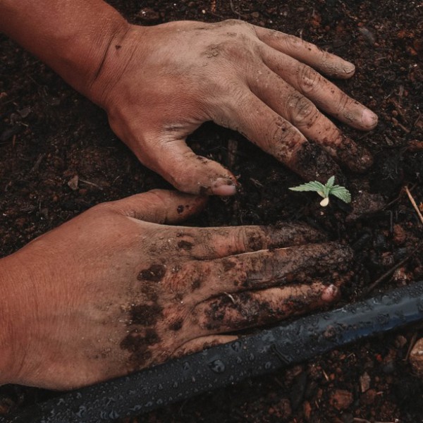 Industrial Hemp in Portugal – Legislative amendments