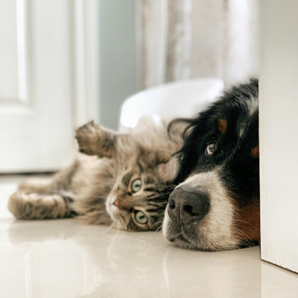 Can I bring my pet into a rented property?